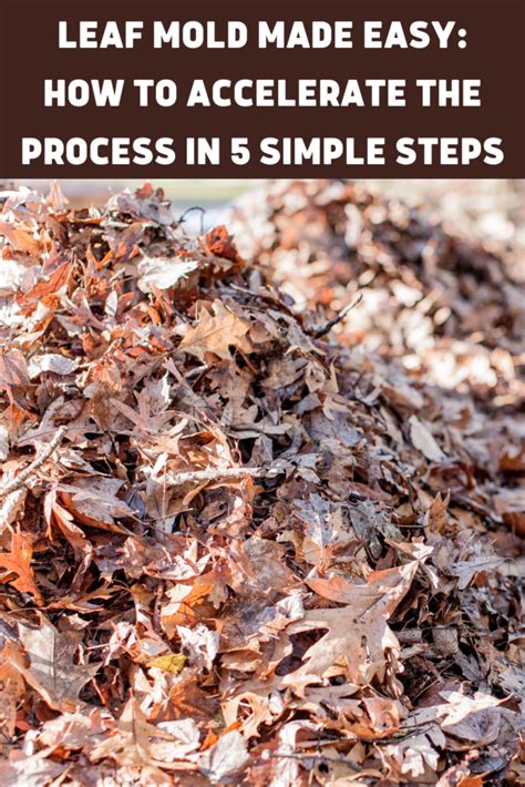 Leaf Mold Made Easy: How to Accelerate the Process … - raincitystudios.com