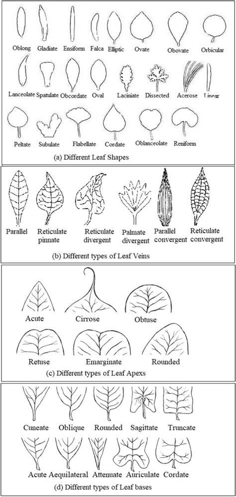 Leaf morphological traits of nine major tropical trees of Shorea ... - raincitystudios.com