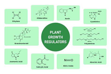 Learn About the Different Types of Plant Growth Regulators | Part 3 - raincitystudios.com