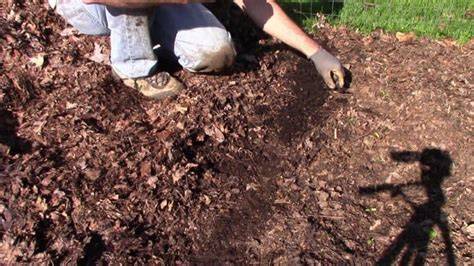 Learn exactly how to apply leaf mulch, why, and do's - raincitystudios.com