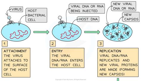 Learn How Virus Replication Occurs - ThoughtCo - muktibox.com