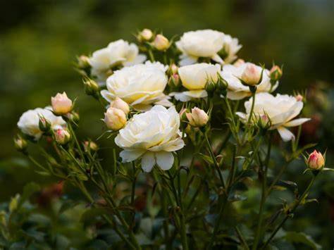 Learn More About Disbudding Roses | Gardening Know … - raincitystudios.com