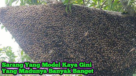 Lebahnya Ramah, Madunya Banyak Khasiat - Radar Sampit - raincitystudios.com
