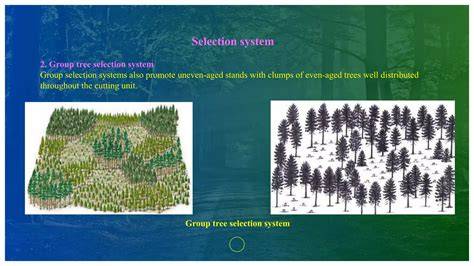 lecture_1_silvicultural_systems - raincitystudios.com