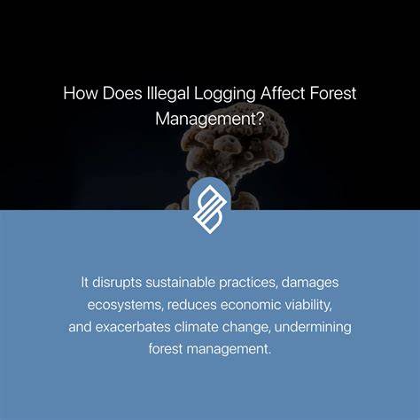 Legal Standards for Sustainable Logging Practices Explained - raincitystudios.com