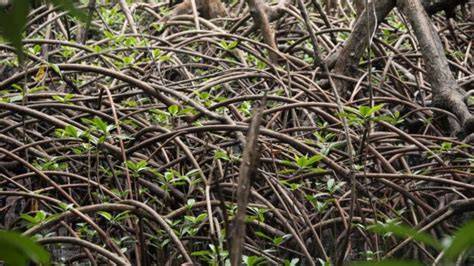 Legarda presses for greenbelts in coastal areas - Loren Legarda - raincitystudios.com