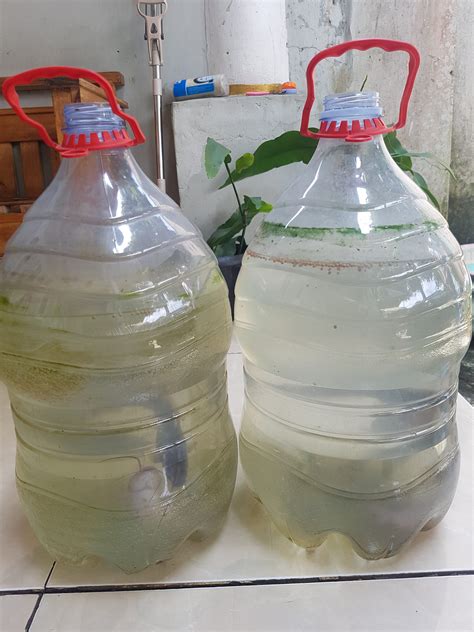 Lele Dalam Galon Le Mineral - muktibox.com