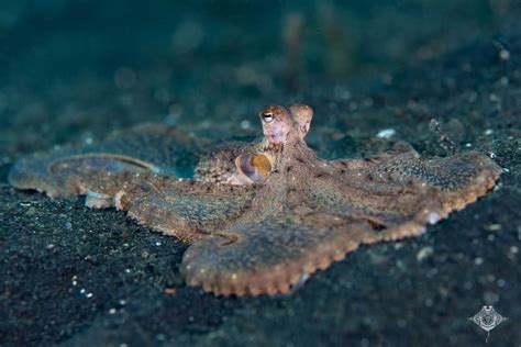 Lembeh Photo Week 2026 Announced - Underwater Tribe - raincitystudios.com