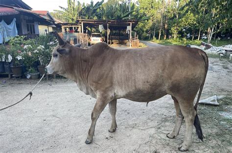 Lembu - Wikipedia Bahasa Melayu, ensiklopedia bebas - muktibox.com