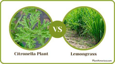 Lemongrass vs. Citronella | Which Is the Best Natural Mosquito ... - raincitystudios.com