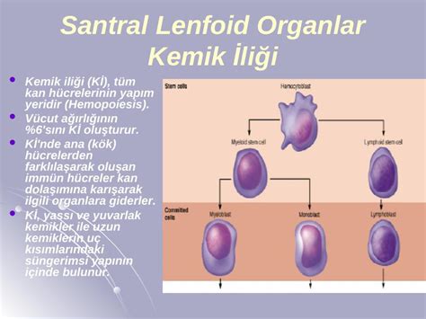 LENFOİD DOKULAR.