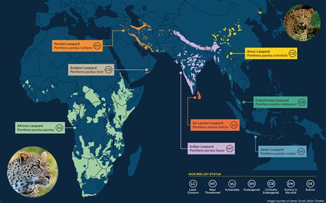 Leopards on the edge: Assessing population status, habitat use, and ... - raincitystudios.com