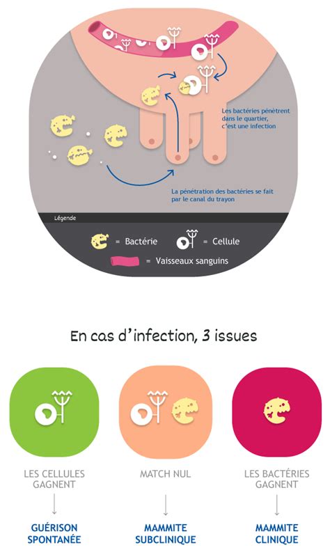 LES MAMMITES