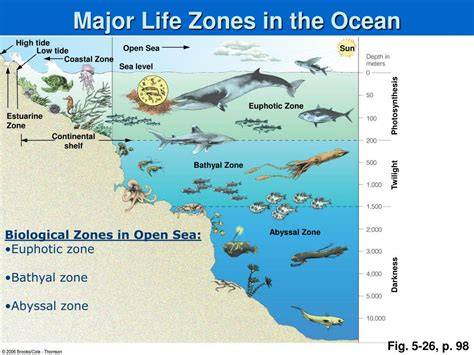 Lesson: Marine Life Zones - DoDEA - raincitystudios.com