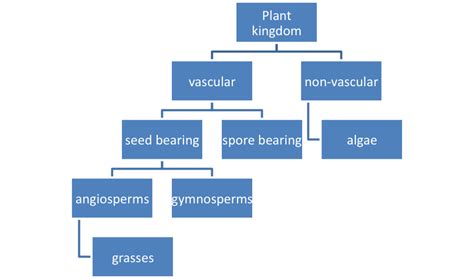 Lesson 4: Plant Classification | MpalaLive - muktibox.com