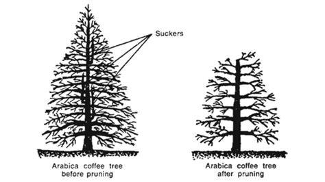 Lessons from a pilot to nudge coffee stumping - Laterite - raincitystudios.com
