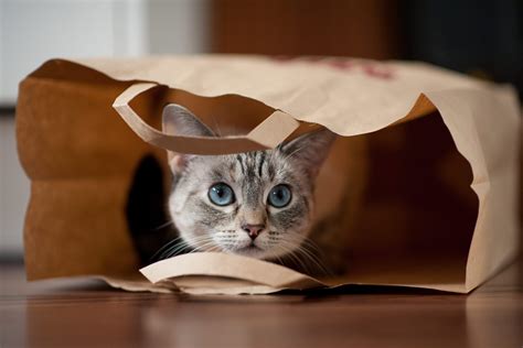 LET THE CAT OUT OF THE BAG