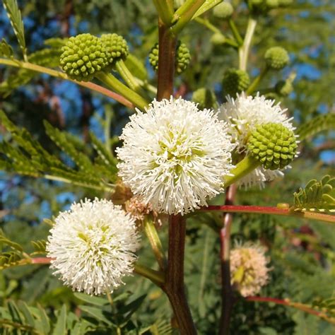 Leucaena leucocephala - raincitystudios.com