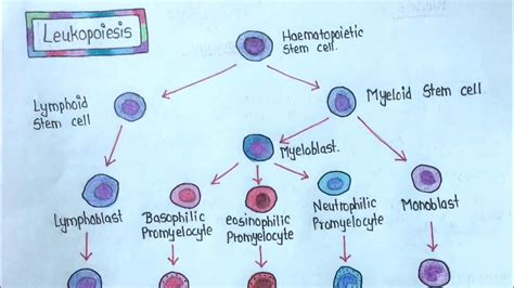 LEUKOPOIESIS Easy Explanation YouTube