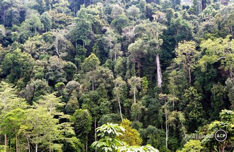 Leuser Ecosystem, Sumatra, Indonesia — Global Conservation - raincitystudios.com
