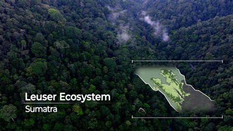 Leuser Ecosystem - raincitystudios.com