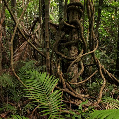 Liana Assemblages in Tropical Forests of Africa and ... - Springer - muktibox.com