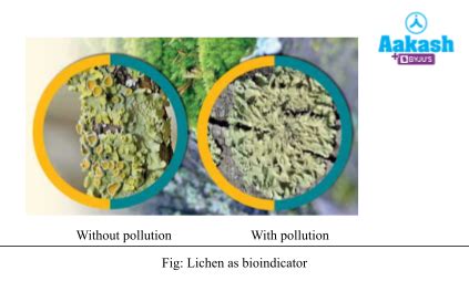 Lichen as Bioindicator of Air Quality at Buffer Zone of ... - Neliti - muktibox.com
