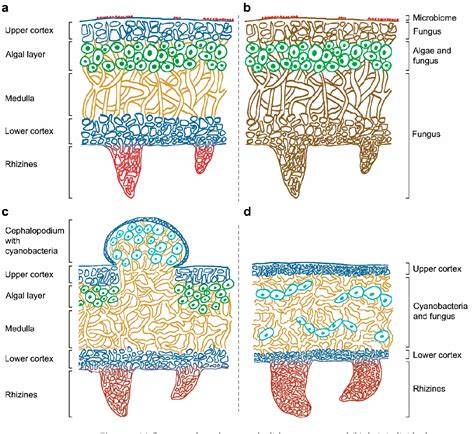 Lichen as Multipartner Symbiotic Relationships | MDPI - raincitystudios.com
