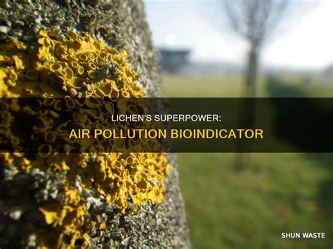 Lichen Family Lobariaceae Diversity as Air Pollution Bioindicator on ... - muktibox.com