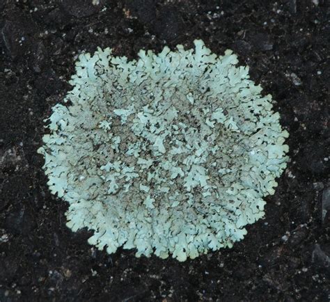 Lichen - air quality association rule mining for urban environments in ... - muktibox.com
