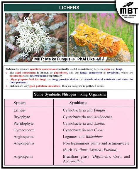 Lichen Uses - muktibox.com