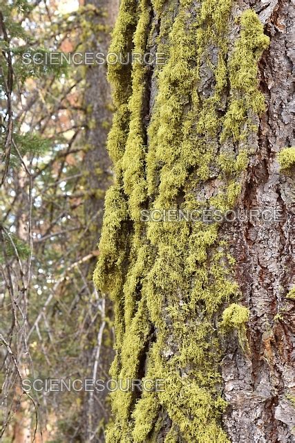 Lichen Wolf - muktibox.com