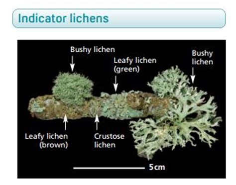 Lichens Indicator - muktibox.com