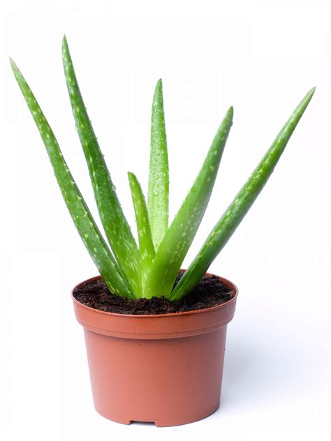 Lidah Buaya Aloe Vera Plant - muktibox.com