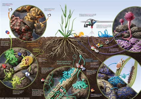 Life and death in the soil microbiome: how ecological ... - Nature - raincitystudios.com