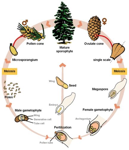 Life Cycles of Gymnosperms - Advanced - CK-12 … - muktibox.com