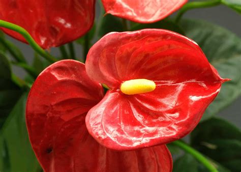 Lily | Description, Species, Uses, & Facts | Britannica - muktibox.com