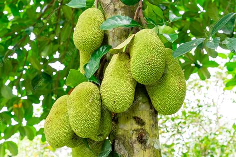 Limkrt Live Jack Fruit Tree Rare - Tropical 1 Healthy Plant - Amazon - raincitystudios.com
