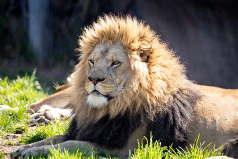Lion | Characteristics, Habitat, & Facts | Britannica - muktibox.com