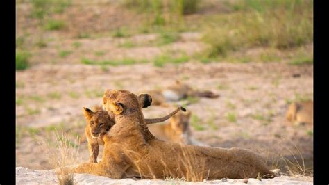 LION CUBS !!! The Broken Tooth Prides NEW BLOOD. - YouTube