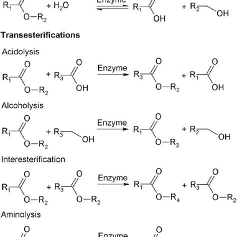 Lipase-Catalyzed Esterification of Glycerol-Derived Acids: Toward ... - wintechmobiles.com