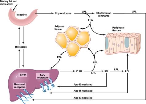 Lipid Metabolism - PMC - muktibox.com