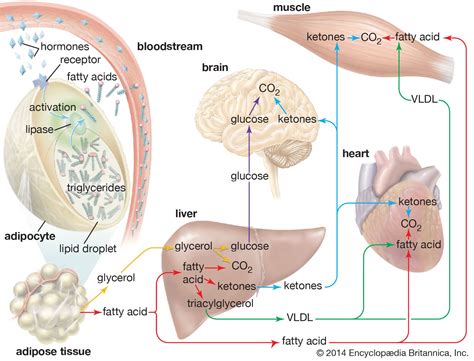 Lipolysis: cellular mechanisms for lipid mobilization from fat stores ... - muktibox.com