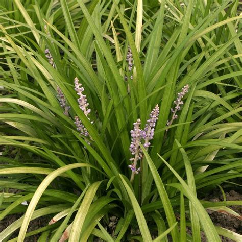 LIRIOPE spicata