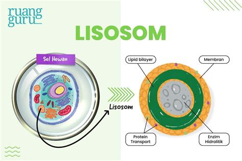 Lisosom - Wikipedia bahasa Indonesia, ensiklopedia bebas - muktibox.com