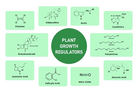 List five main groups of natural plant growth regulators. Write a note ... - raincitystudios.com