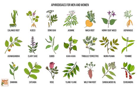 List of Aphrodisiac Herbs & Plants - raincitystudios.com