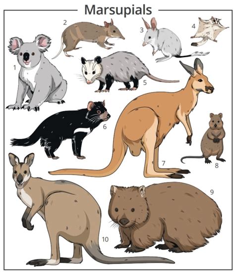 List of Australian monotremes and marsupials - muktibox.com