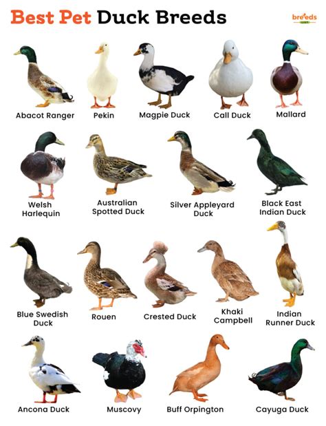List of domestic duck breeds with pictures. - raincitystudios.com