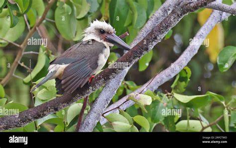 List of endemic birds of Sulawesi - raincitystudios.com